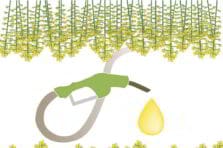 Biocombustibles. Debate sobre su viabilidad y uso para la sostenibilidad