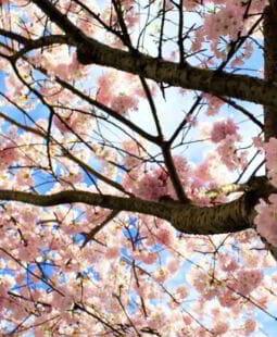 Cultura y gestión ambiental. En la búsqueda de un nuevo paradigma empresarial