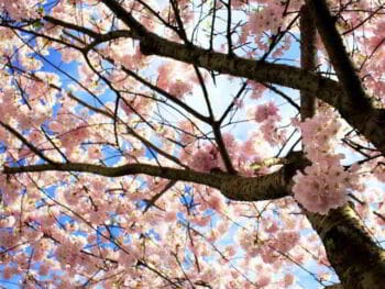 Cultura y gestión ambiental. En la búsqueda de un nuevo paradigma empresarial Cultura y gestión ambiental. En la búsqueda de un nuevo paradigma empresarial