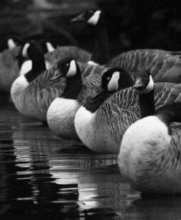 Planes de sucesión en la organización y su implementación por parte de capital humano