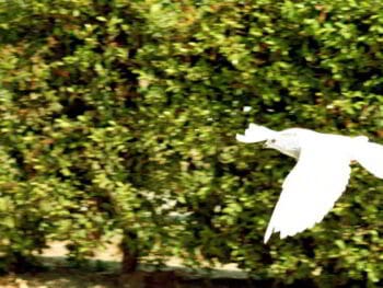 Municipio, jueces de paz y reglas de propiedad horizontal en Venezuela