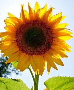 Motivación y constancia para trabajar por tus metas sin perderlas