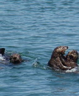 El delito de coacción en el código penal peruano
