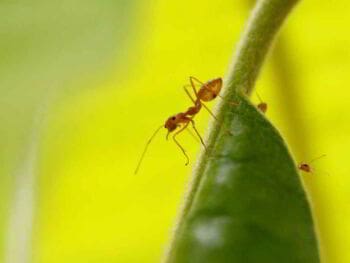 Modelo de sociedad de las hormigas como ejemplo para la humanidad Modelo de sociedad de las hormigas como ejemplo para la humanidad