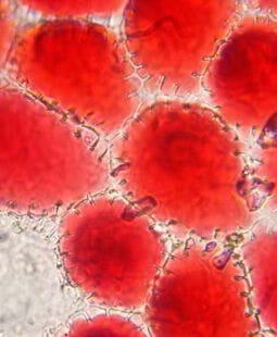 Enfoque sistémico en la administración y pensamiento dialéctico