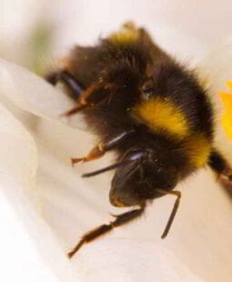Beneficios y aportes económicos de la producción de miel de abejas