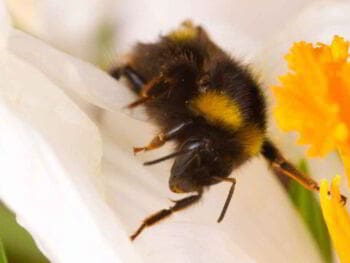 Beneficios y aportes económicos de la producción de miel de abejas