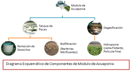 Componentes de un modulo acuaponico
