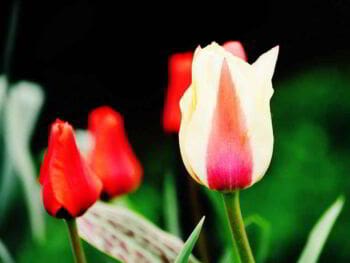 Diferencia entre empresas de servicios y comercializadoras en sus estados financieros Diferencia entre empresas de servicios y comercializadoras en sus estados financieros