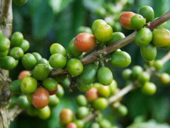 Análisis de producción agroindustrial del proyecto Biocafé