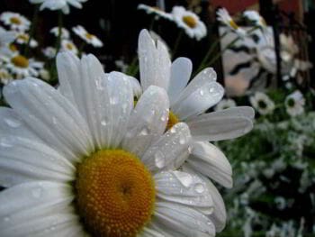 Cómo saber si realmente quieres algo para tú vida