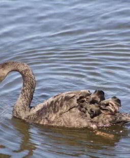 Enseñanzas del Cisne Negro para la vida