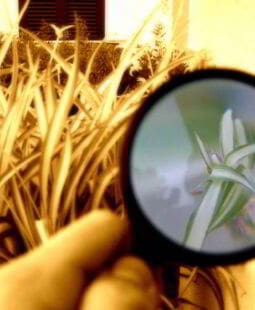 Administración y gestión de investigación e innovaciones tecnológicas