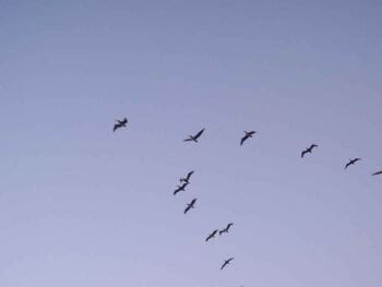 Cómo ser líderes en la cultura de la gestión del cambio Cómo ser líderes en la cultura de la gestión del cambio