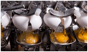 Huevo líquido en proceso de separación de yema y clara