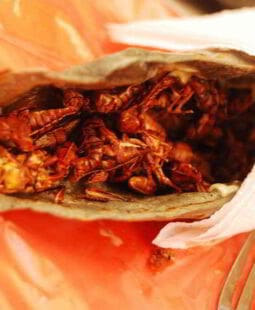 Insectos comestibles mexicanos como alternativa gastronómica