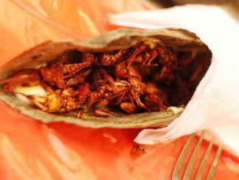 Insectos comestibles mexicanos como alternativa gastronómica