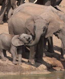 ¿Cómo organizar el trabajo entre la maternidad/paternidad?