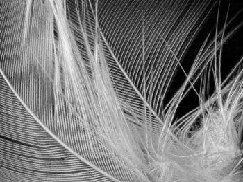 El príncipe de Maquiavelo aplicado a la administración El príncipe de Maquiavelo aplicado a la administración