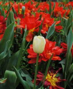 Relación entre el proceso de admisión y la evaluación del desempeño