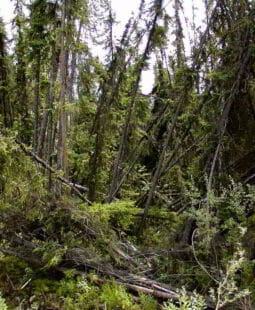 Impacto ambiental de planes, programas y proyectos