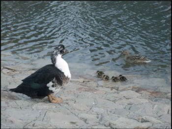 La importancia de ser un buen líder La importancia de ser un buen líder