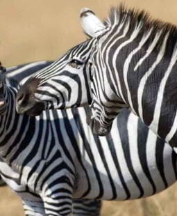 El humor en el trabajo