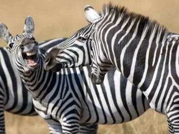 El humor en el trabajo El humor en el trabajo