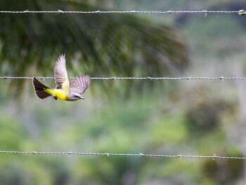 Garantía de la libertad en la constitución mexicana