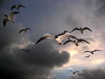 Liderazgo y líderes en desarrollo Liderazgo y líderes en desarrollo