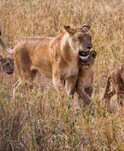 El liderazgo en las organizaciones y las características del líder