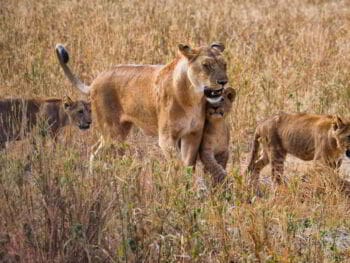 El liderazgo en las organizaciones y las características del líder El liderazgo en las organizaciones y las características del líder
