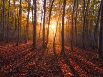 Formación en cultura ambiental para estudiantes universitarios Formación en cultura ambiental para estudiantes universitarios