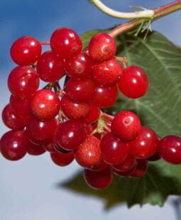 Genera ingresos adicionales en tu negocio con tus Frutos Maduros