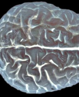Aportes de la neuroeconomía a la teoría del consumidor
