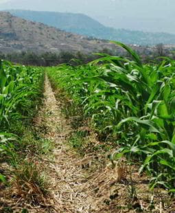 Política agropecuaria en México