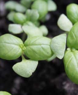 Concepto de sustentabilidad y desarrollo sostenible en México