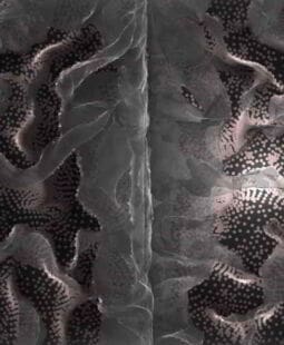 Gestión del conocimiento en la empresa. Ensayo