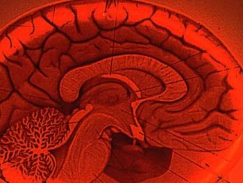Neurociencia y el estudio integral del ser