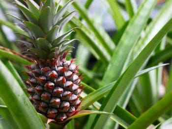 Fichas de costo de producción en un cultivo de Piña en Cuba