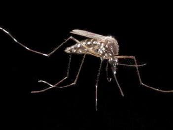 Control epidemiológico, caso de estudio Chikungunya (CHIK) en México