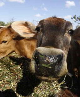 Indicadores de ceba para una finca ganadera en Cuba