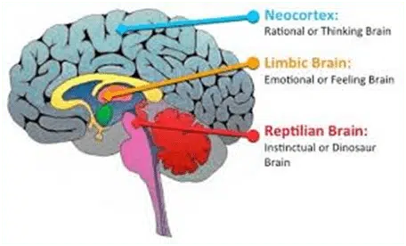 Diferentes Áreas del Cerebro Humano