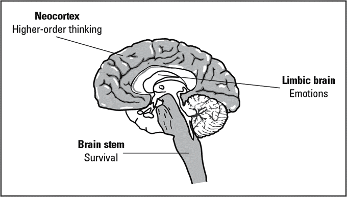 Cerebro Humano y Decisiones Intertemporales