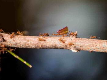 Implementación eficiente de grupos y equipos de trabajo en las organizaciones