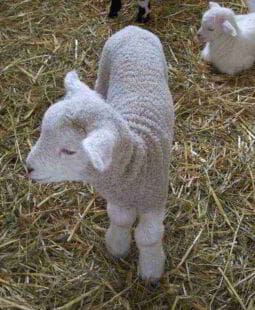 Clonación de Mamíferos. El poder de la evolución tecnológica y sus resultados