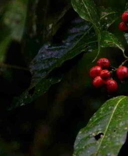 ¿Qué pasa con el Agro en Colombia?