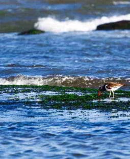La estrategia del Océano Azul