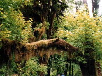 Nuevas generaciones de emprendedores con conciencia ambiental Nuevas generaciones de emprendedores con conciencia ambiental
