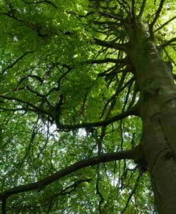 De las teorías del Desarrollo al Desarrollo Sustentable